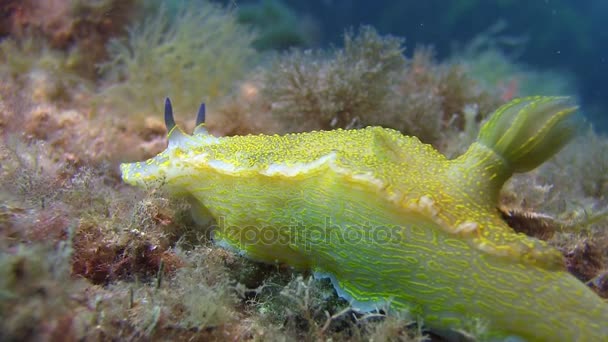 Nudibranca nel Mar Mediterraneo — Video Stock