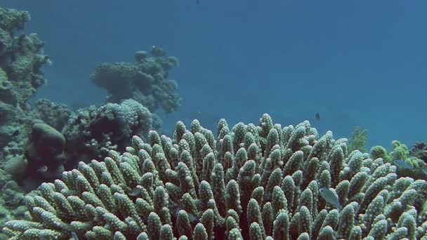 Peces diminutos nadando cerca de los arrecifes de coral — Vídeos de Stock