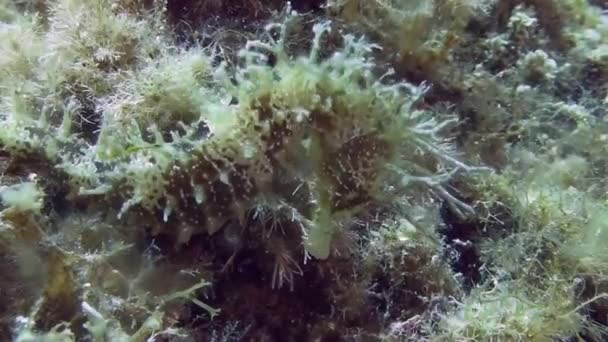 Costa Brava, buceo Mar Mediterráneo — Vídeos de Stock