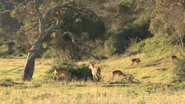 Group of wild deers — Stock Video