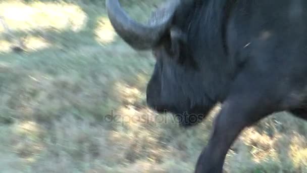 Buffel caminando lentamente — Vídeos de Stock