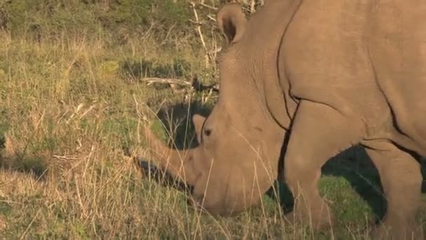 Rinoceronte comendo grama — Vídeo de Stock