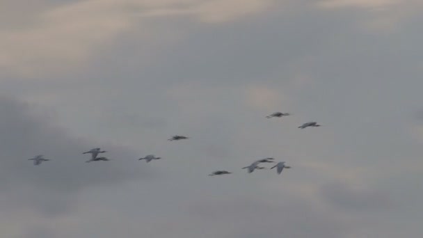 Filmación Aves Cielo — Vídeos de Stock