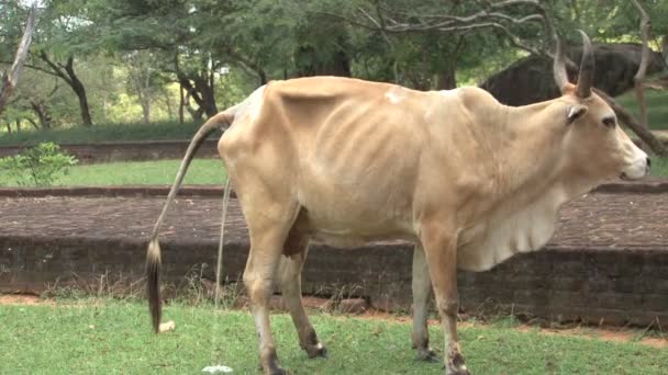 Vaca fazendo xixi no Templo — Vídeo de Stock