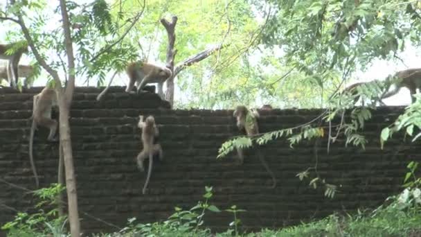 Monos en la pared en Polonnaruwa — Vídeos de Stock