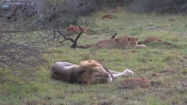 Group of wild lions — Stock Video