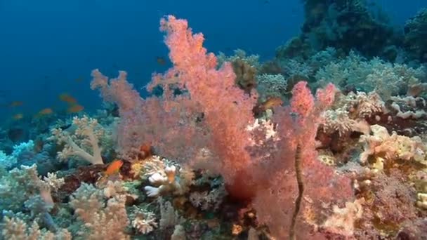 Weichkorallen bewegen sich auf Meereswellen — Stockvideo
