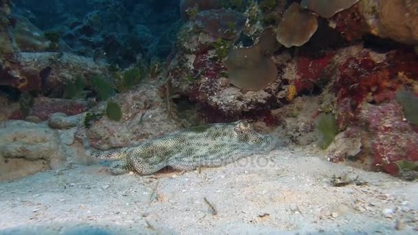 黄貂鱼游过礁 — 图库视频影像
