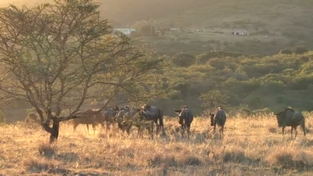 Bilder Vackra Wildebeast Sydafrika — Stockvideo