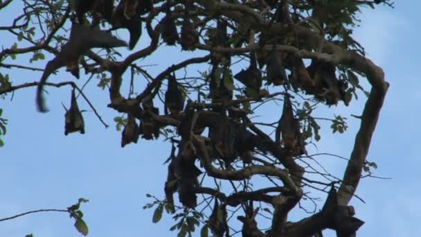 Murciélagos colgando del árbol — Vídeo de stock
