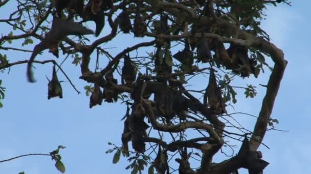 Bats hanging on tree — Stock Video