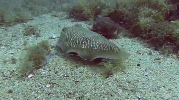 Cuttlefish no mar Mediterrâneo — Vídeo de Stock