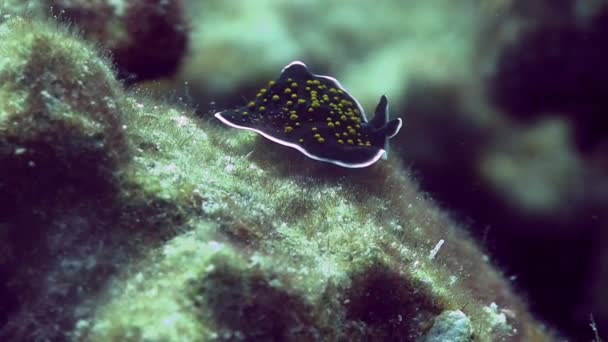 Maculato Nudibranchia sulla barriera corallina dura — Video Stock