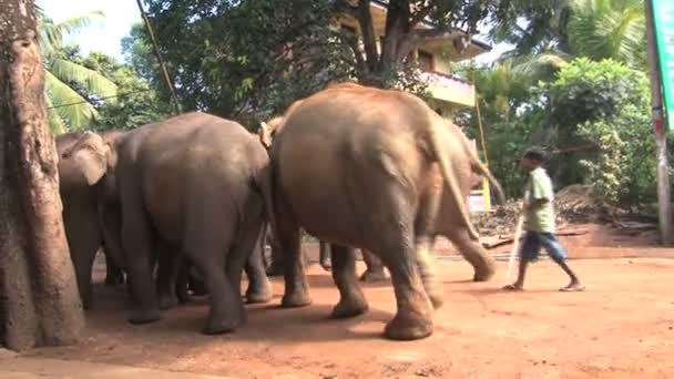Słonie w małej uliczce — Wideo stockowe