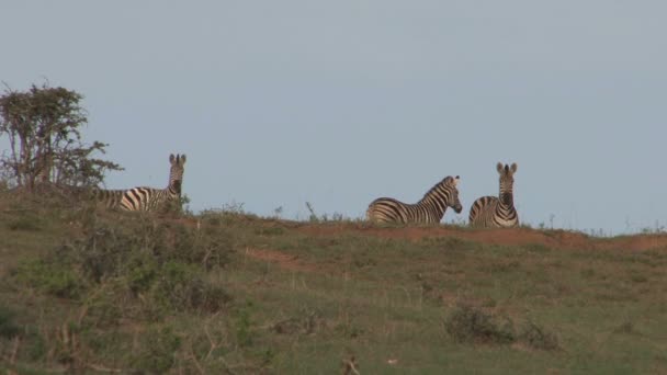 Зебры, пасущиеся в зеленой саванне — стоковое видео