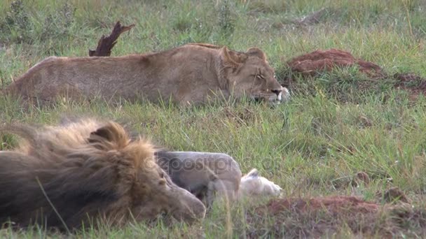 Group of wild lions — Stock Video