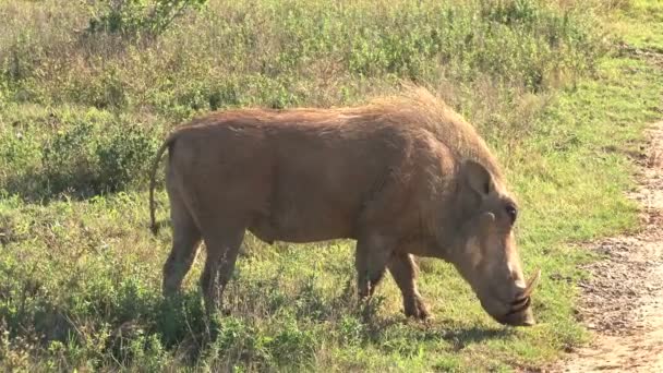 Warzenschweine fressen Gras — Stockvideo