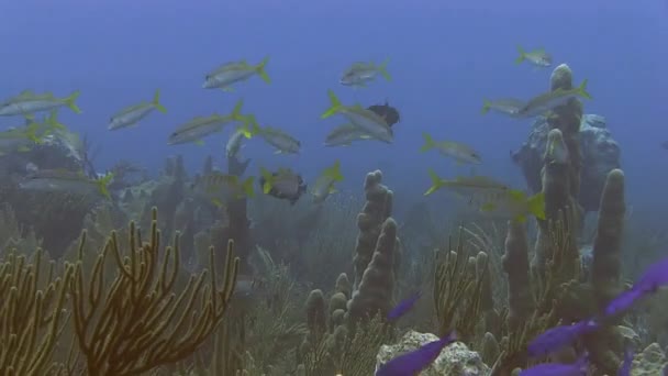 Yellowtail snappers in zee — Stockvideo