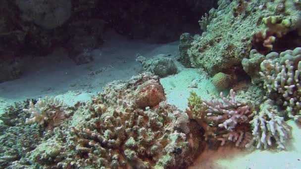 Scorpionfish, ukrywając się w coral reef — Wideo stockowe