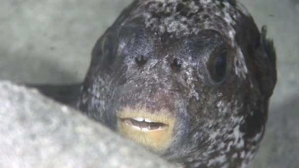 Pufferfish cinzento no recife de coral — Vídeo de Stock