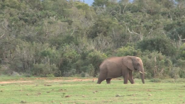 Grande bellissimo elefante — Video Stock