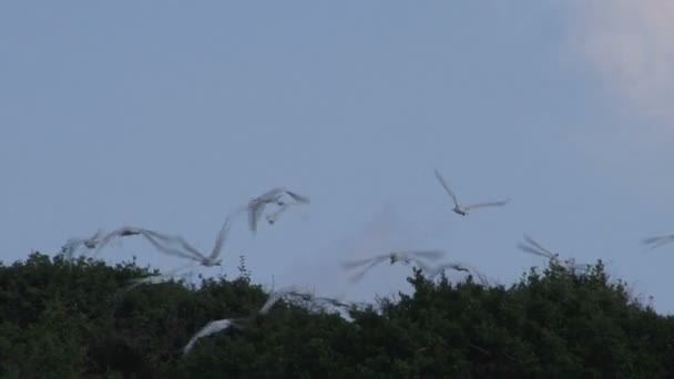 Sri Lanka Paisagem Pan Shot — Vídeo de Stock