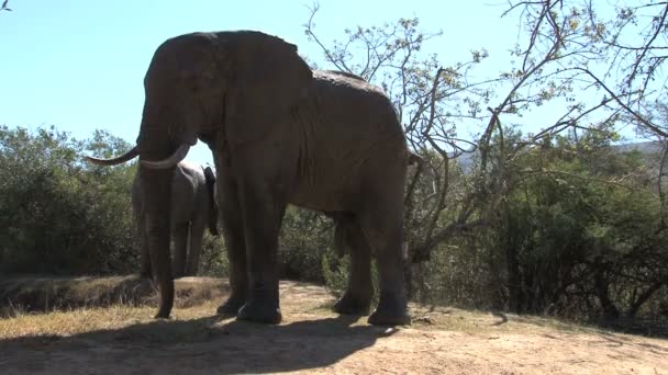 Zuid-Afrikaanse olifanten — Stockvideo