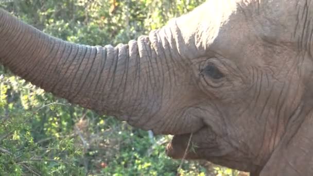 Слон їсть листя дерева — стокове відео