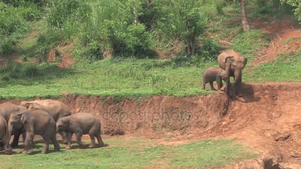 South african elephants — Stock Video