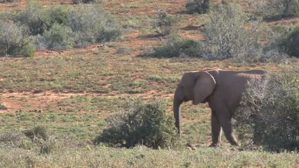 Elefantes sudafricanos — Vídeo de stock