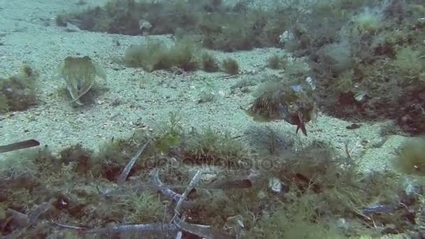 Buceo en el mar Mediterráneo — Vídeos de Stock