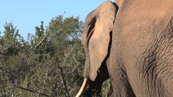 Elephant eating tree leaves — Stock Video