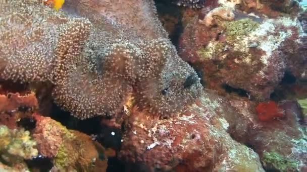 Pesci anemone nuotano con piccoli pesci — Video Stock