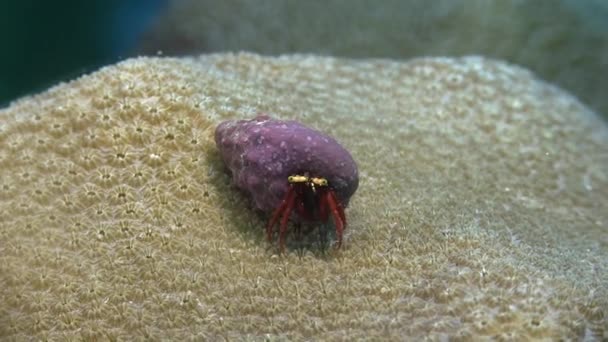 Crabe ermite sur corail   