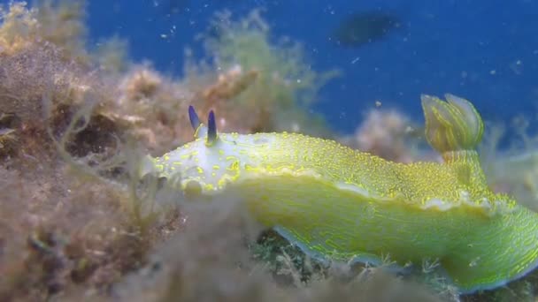 在地中海的裸鳃亚目 — 图库视频影像