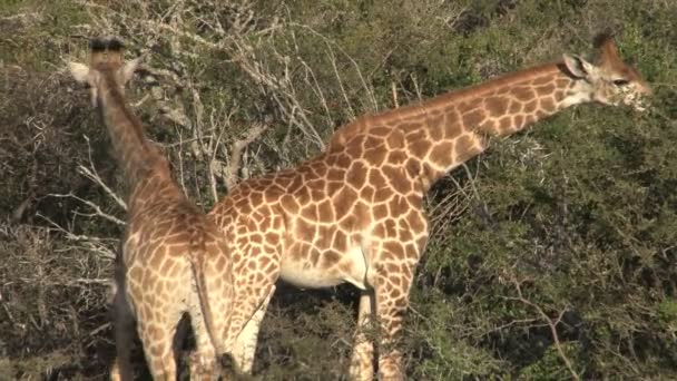 Twee wilde giraffen — Stockvideo