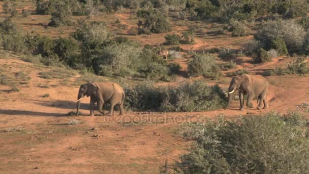 Zuid-Afrikaanse olifanten — Stockvideo