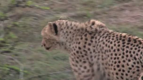 Vackra afrikanska Leopard — Stockvideo