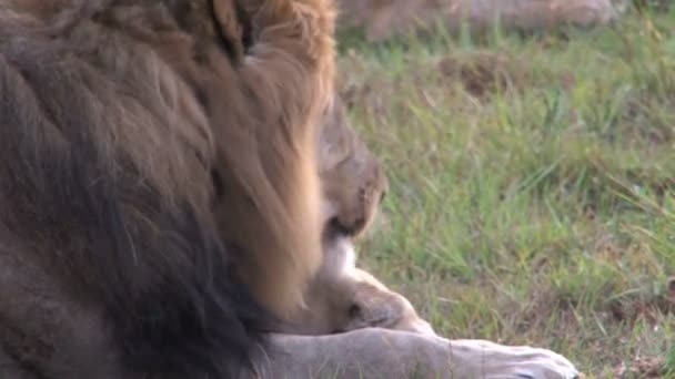 Πανέμορφη άγριο λιοντάρι — Αρχείο Βίντεο