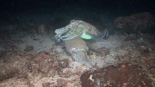 Cuttlefish, mergulho no mar da Arábia , — Vídeo de Stock