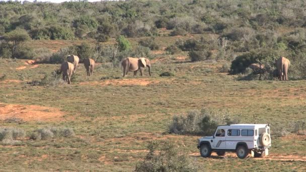 Güney Afrika filleri — Stok video
