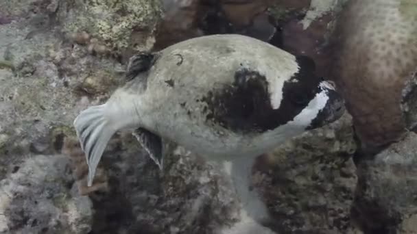 Pufferfish zwemmen in koraalrif — Stockvideo