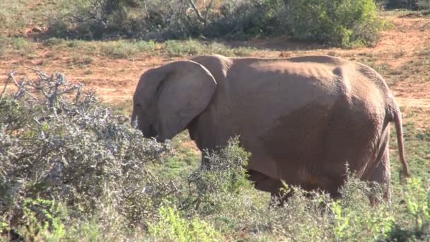 Güney Afrika filleri — Stok video