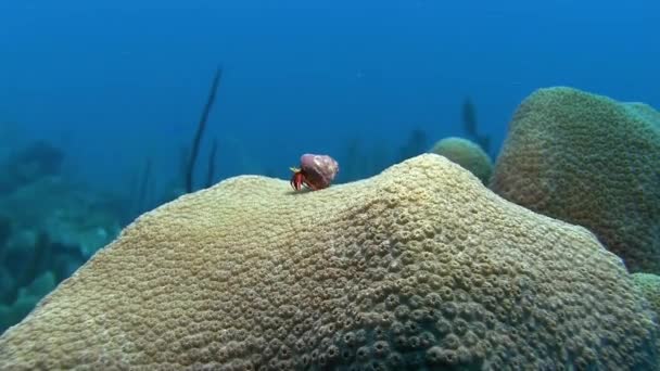 Яблочный краб на кораллах — стоковое видео
