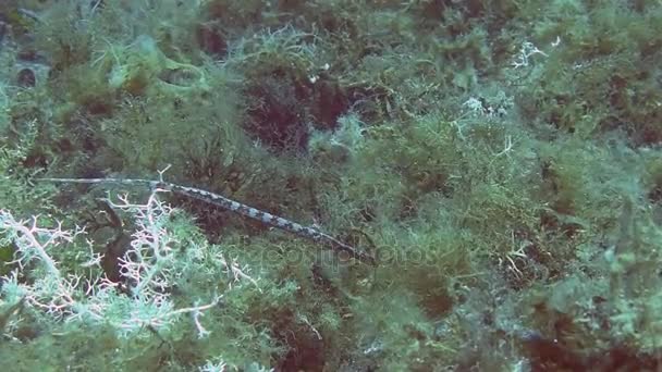 Costa Brava, buceo Mar Mediterráneo — Vídeos de Stock