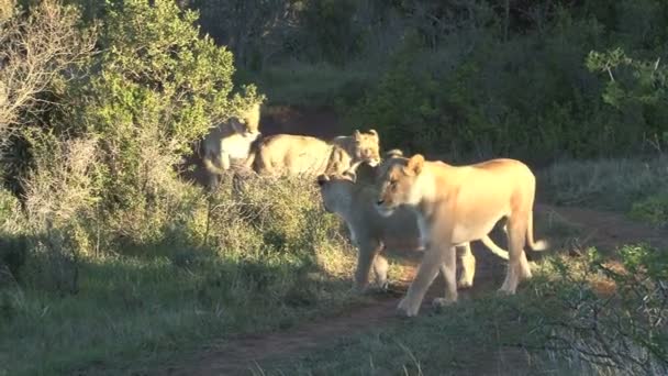 Ομάδα λιοντάρια σε άγρια κατάσταση — Αρχείο Βίντεο