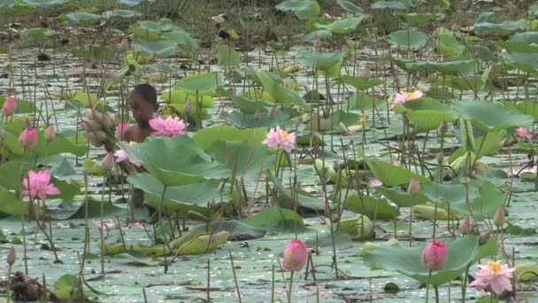 Niño Recogiendo Flores Lirio — Vídeo de stock