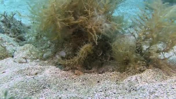 Seahorse onbottom i sand — Stockvideo