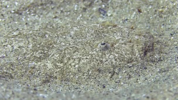 Stargazer ryb w piasku — Wideo stockowe