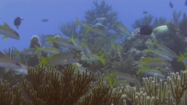 Yellowtail snappers in sea — Stock Video